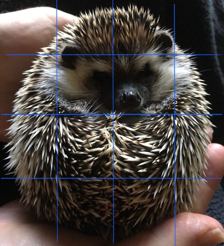 An image of a hedgehog curled up in a ball in a hand with her little face peering out.